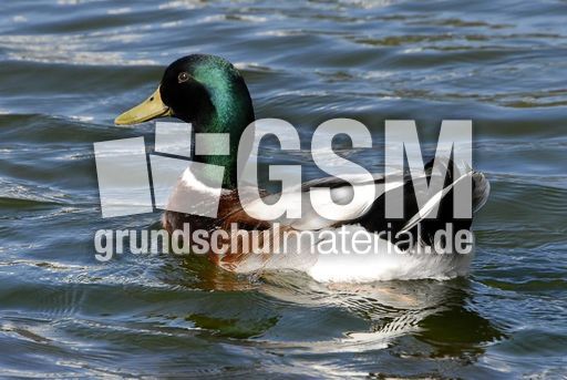 Stockente (1 von 6).jpg